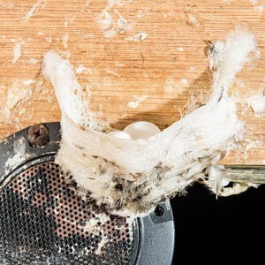 swiftlet nest with egg in swiftlet house