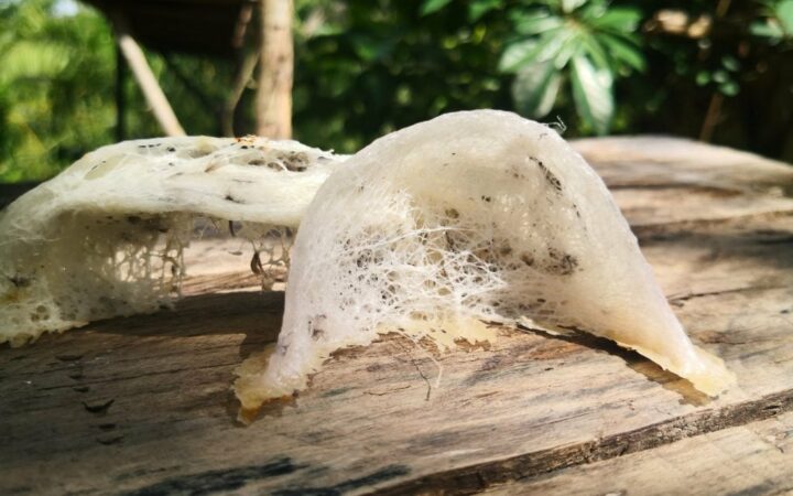 Tổ yến thô Kim's Nest thu hái ở nhà yến miền Trung Viêt Nam