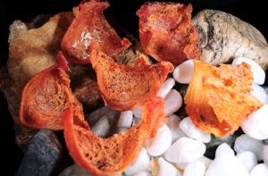 Ủ trắng yến huyết