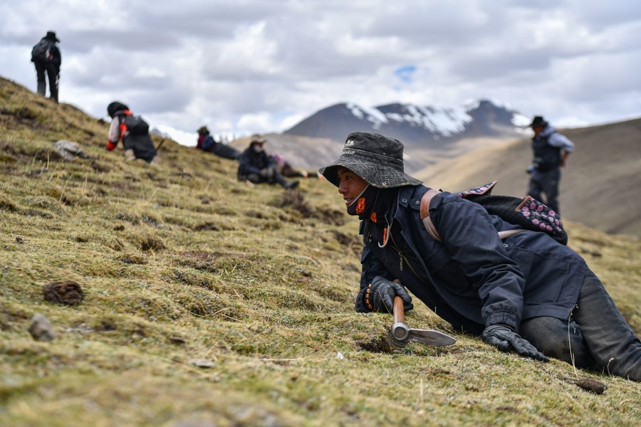 Đào đông trùng hạ thảo