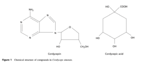 Hoạt chất chính Cordycepine và Adenosine