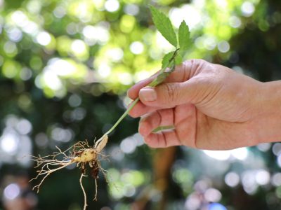 Thị trường sâm Ngọc Linh thật giả lẫn lộn