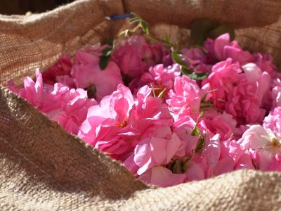 Quy trình làm nước hoa hồng chưng cất