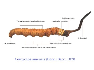 Nhận biết đông trùng hạ thảo thiên nhiên hoang dã