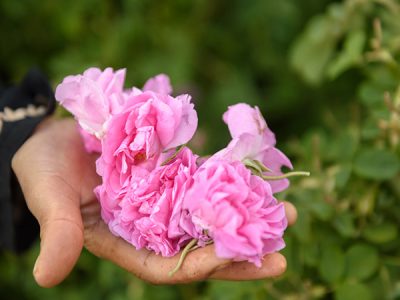 Nước hoa hồng hữu cơ làm từ hoa hồng tươi