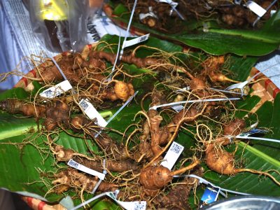 Sâm Ngọc Linh là gì kimsdeli.com