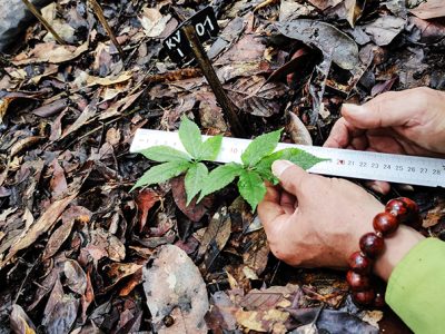 Bảo tồn và phát triển sâm Ngọc Linh Kon Tum