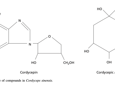 Hoạt chất chính Cordycepine và Adenosine