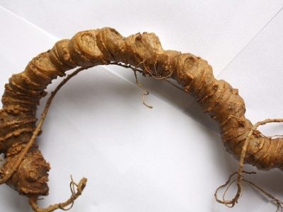 Tam thất hoang - Phân biệt các loại sâm Ngọc LInh giả