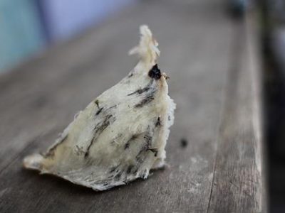 Tổ yến thô Kim's Nest mới thu hoạch