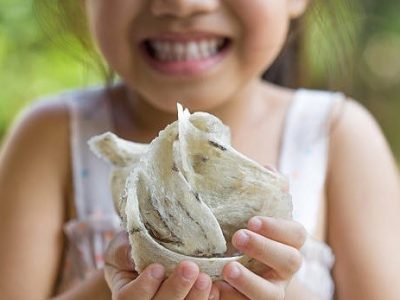 Tổ yến thô Kim's Nest được thu hái nhà yến miền Trung