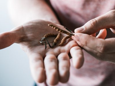 Các thành phần hoạt tính sinh học có trong đông trùng hạ thảo Tây Tạng