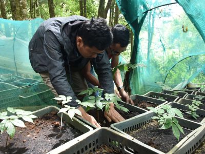 Nhân giống và canh tác Sâm Ngọc Linh ở vườn rừng núi Trà My