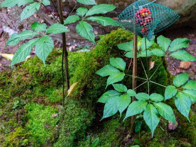 Giống cây sâm Ngọc Linh trồng ở rừng Nam Trà My, Quảng Nam