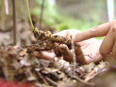 Sâm Lai Châu rừng thiên nhiên hoang dã