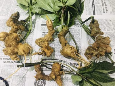 Các loại sâm Ngọc Linh trên thị trường