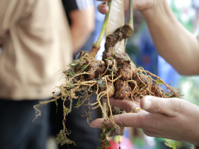 Sâm Ngọc Linh trong kỳ đấu giá