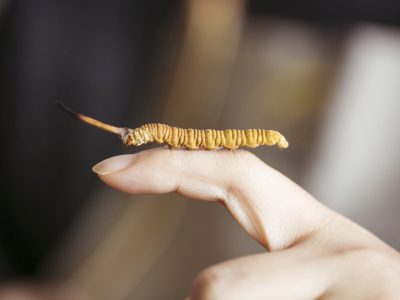 Phân biệt các loại đông trùng hạ thảo trên thị trường