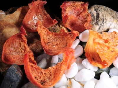 Ủ trắng yến huyết