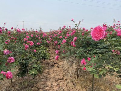 Hoa hồng là một thành phần không thể thiếu trong cao gội thảo mộc nhà em